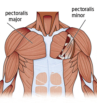 Músculos del Pectoral